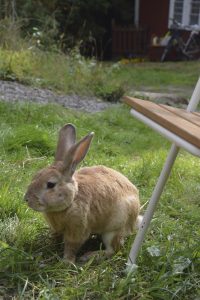 En gulbrun kanin som sitter i gräset.